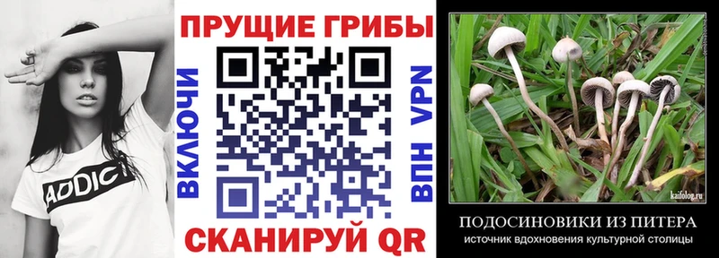 Галлюциногенные грибы MAGIC MUSHROOMS продажа наркотиков Кизляр